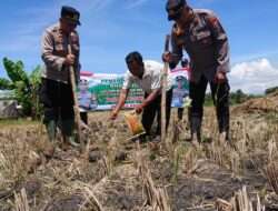 Dukung ketahanan Pangan Polsek Sukorejo Tanam Jagung