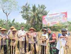 Polres Wonogiri Panen Raya Jagung Serentak, Dorong Ketahanan Pangan dan Semangat Petani