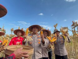 Polres Wonogiri Dampingi Panen Jagung di Jatipurno Sebagai Bentuk Dukung Ketahanan Pangan Nasional   