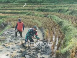 Luar Biasa, Babinsa Kodim Ponorogo Ikut Mencangkul Petani di Sawah