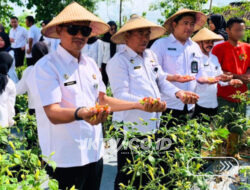 Lapas Wonogiri Gelar Panen Cabai, Wujud Nyata Dukungan Program Ketahanan Pangan
