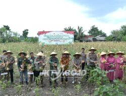 Dukung Swasembada Pangan 2026, Polres Gresik Panen Jagung Serentak Bersama Mabes Polri