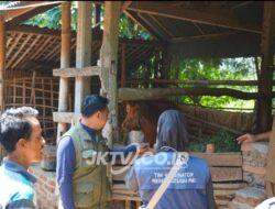 Dinas Pertanian Lakukan Vaksinasi Wehan Ternak, Langkah Setrategis Pencegahan Penyebaran PMK di Ponorogo
