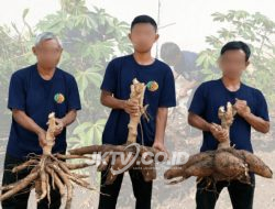 Lapas Wonogiri Panen Singkong, Wujud Nyata Pembinaan Produktif dan Kemandirian Pangan