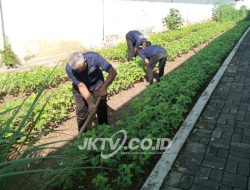 Optimalkan Hasil Panen untuk Ketahanan Pangan, Lapas Wonogiri Lakukan Perawatan Kacang Kedelai di Branggang