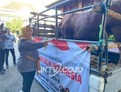 Sapi Kurban Bantuan Presiden Prabowo Tiba di Ponorogo, Bobot Hampir Satu Ton Disalurkan ke Masjid Tegalsari