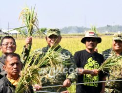 Dorong Inovasi Pertanian, Danrem Tinjau Uji Coba Varietas Padi Baru di Ngawi
