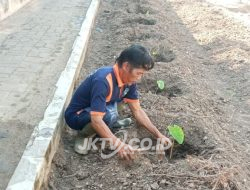 Lapas Wonogiri Tanam Talas Bogor Varietas Unggul, Perkuat Program Kemandirian Pangan
