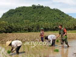 Babinsa Tingkatkan Hasil Panen dan Kesejahteraan Petani di Desa Banjar