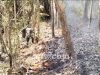 Gerak Cepat, Personel Koramil Campurdarat Padamkan Kebakaran Lahan Perhutani di Desa Pojok
