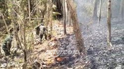 Gerak Cepat, Personel Koramil Campurdarat Padamkan Kebakaran Lahan Perhutani di Desa Pojok